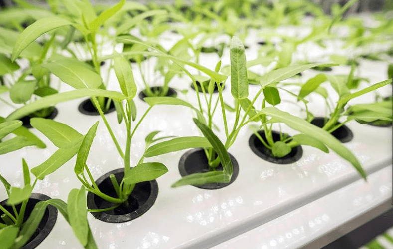 Tidak Perlu Lahan yang Lapang Untuk Menanam Kangkung, Ini Dia Cara Menanam Kangkung dengan Hidroponik Bisa Dicoba Untuk Ibu-Ibu aessensegrows.com