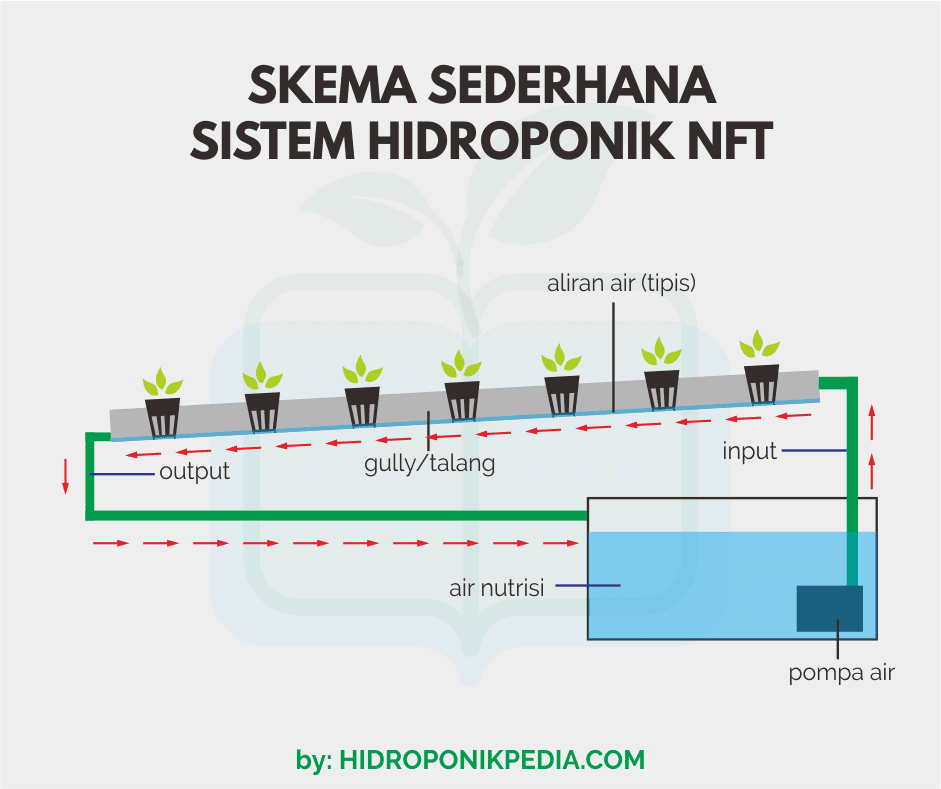 NFT Hidroponik, Sistem Tanam Tanpa Tanah dengan Teknologi NFT untuk Hasil Panen yang Lebih Optimal