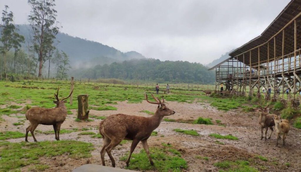 Ajak Anak Yuk Bun ke 4 Tempat Wisata Bandung yang Ada Penangkaran Rusa, Bisa Camping Juga!