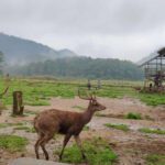 Ajak Anak Yuk Bun ke 4 Tempat Wisata Bandung yang Ada Penangkaran Rusa, Bisa Camping Juga!