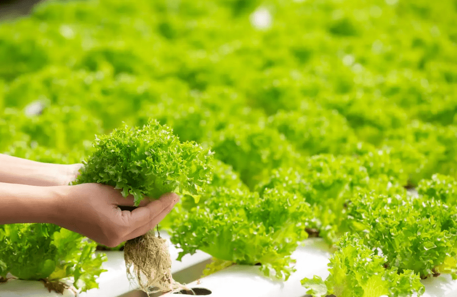 Tanaman Hidroponik: Inovasi Pertanian Modern untuk Meningkatkan Produksi Tanaman Tanaman Hidroponik: Inovasi Pertanian Modern untuk Meningkatkan Produksi Tanaman