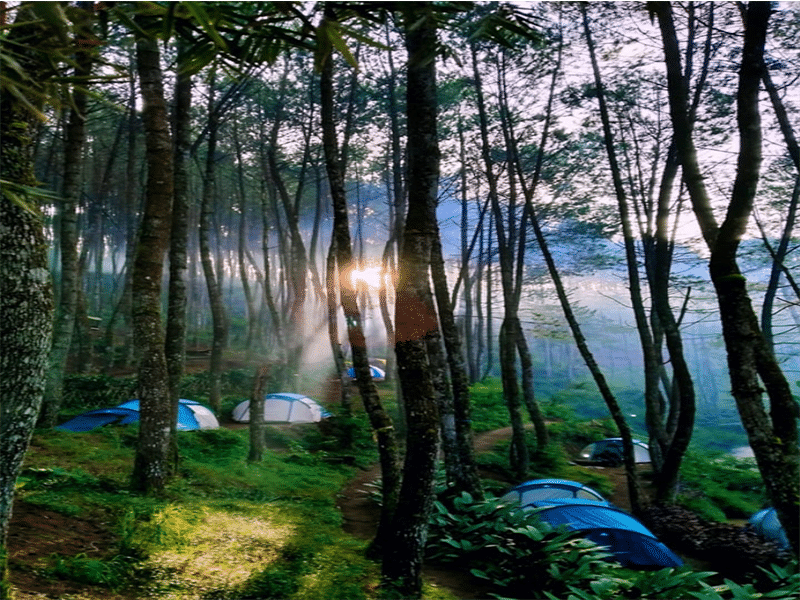 Dengan Tiket Masuk Hutan Pinus Rahong Pangalengan yang Murah, Kamu Bisa Healing di Tempat yang Sejuk dengan Berbagai Aktivitas Seru! Cek Lokasi, Harga Tiket dan Lainnya