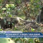 Ratusan Monyet Di Brebes Turun Gunung