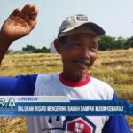 Saluran Irigasi Mengering Sawah Dampak Musim Kemarau