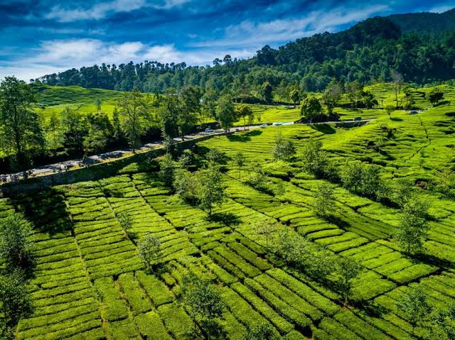 Pangalengan, Surga Tersembunyi di Bandung: 6 Rekomendasi Destinasi Wisata yang Wajib Dikunjungi Saat Liburan