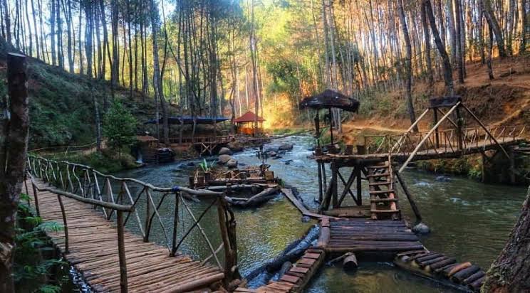 Menyelusuri Keindahan Alam: Hutan Pinus di Pangalengan Bandung, Dijamin Seru Gak Mau Pulang!