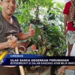 Ular Sanca Gegerkan Perumahan