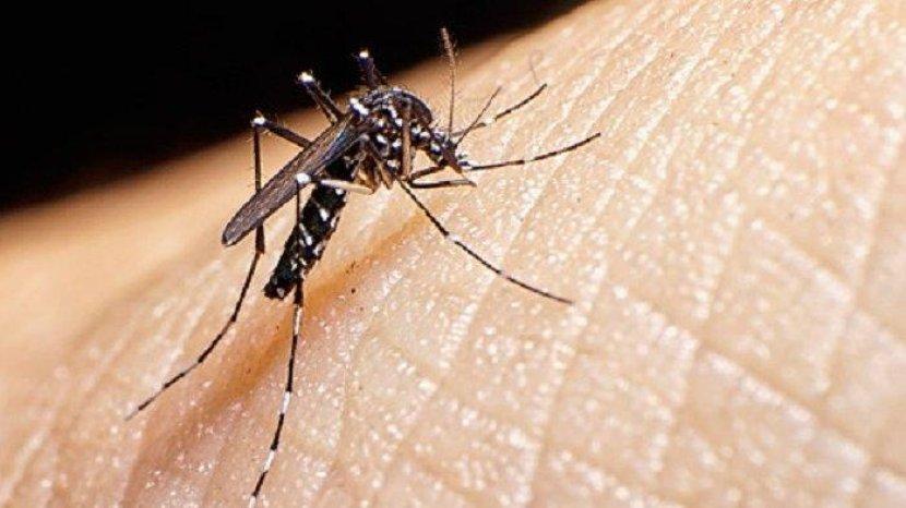 Waspadalah Penyakit DBD Merajarela,Ini Dia Teknologi Nyamuk Aedes aegypti ber wolbachia Menyengat Kulit Kita Semua !