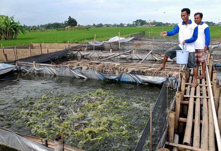 Hayu Budidaya Ikan lele Menguntungkan,Simak Tata Caranya Ya !