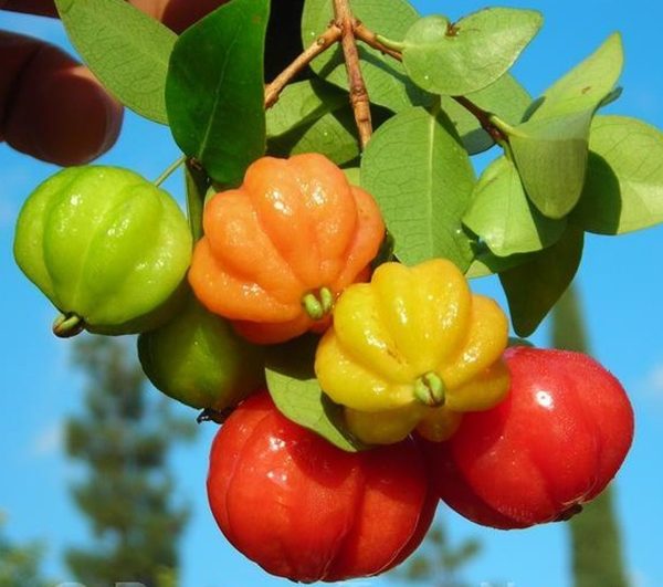 Menambah Kesuburan dengan Memakan Buah Ceremai ! Wow banget kan.