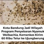 Kota Bandung Jadi Wilayah Program Penyebaran Nyamuk Wolbachia, Kemenkes Kirim 60 Ribu Nyamuk Wolbachia untuk Upaya Pengendalian Demam Berdarah