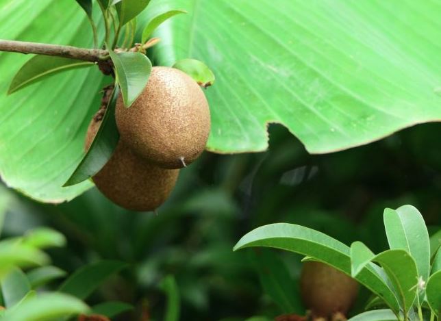 Manfaat Buah Sawo Bagi Kesehatan Yang Jarang Diketahui Banyak Orang