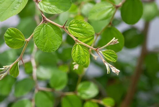 Fakta Menarik! Ternyata Ini Dia Manfaat Daun Bidara Yang Jarang Diketahui Orang