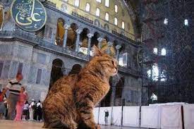 7 Fakta Unik Kucing Kesayangan Nabi Muhammad SAW