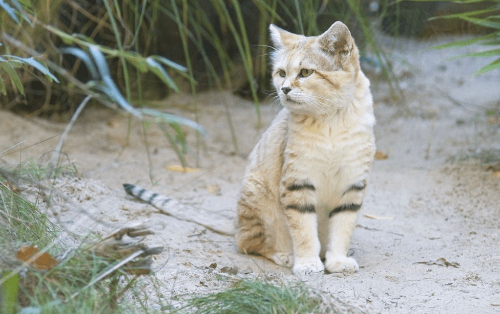 Gak Boleh di Peliharan, ya Guys! Kenalin Jenis Kucing Liar di Hutan, Nan Imut Tapi Sangat Buas