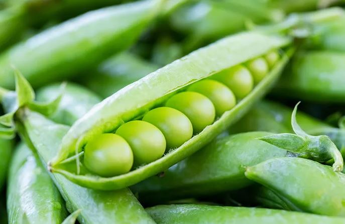 Hijau Alami Inilah Manfaat Kacang Kapri Yang Jarang Diketahui