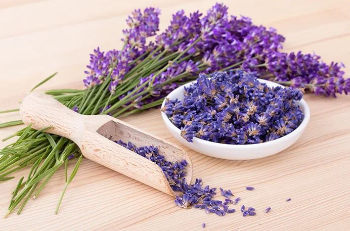 Jarang Diketahui Banyak Orang! Inilah Manfaat Bunga Lavender Untuk Kesehatan