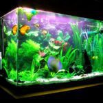 Ini Dia 2 Jenis Ikan Yang Banyak Di Gunakan Di Akuarium Yang Sangat Terkenal !