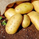 Kentang itu Sayuran atau Buah? Ini dia Fakta Menarik Mengenai Kentang !