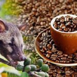 Cara Mengolah Kopi Luwak dengan Mudah dan Praktis ,Ciptakan Suasa Nyaman di Rumah dengan Meminum Secangkir kopi luwak !