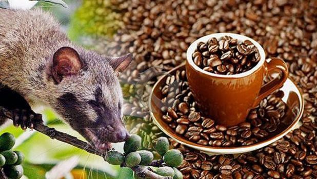 Cara Mengolah Kopi Luwak dengan Mudah dan Praktis ,Ciptakan Suasa Nyaman di Rumah dengan Meminum Secangkir kopi luwak !