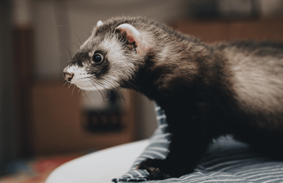 Ada Balapan Ferret yang Sangat Populer di Inggris, Yuk Cari Fakta Menarik Ferret, si Ceroboh yang Suka Menabrak Tembok!