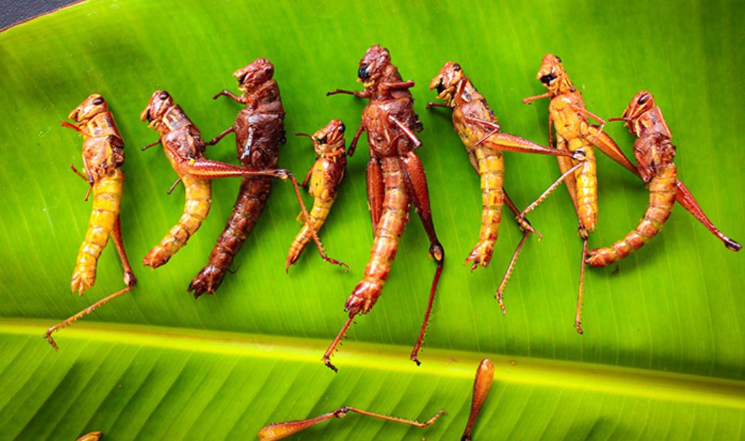 Makanan Teraneh di Indonesia