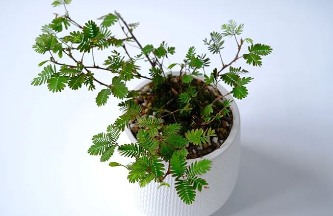 Jarang Diketahui Banyak Orang ! Ternyata Inilah Manfaat Daun Putri Malu Untuk Kesehatan Jarang Diketahui Banyak Orang ! Ternyata Inilah Manfaat Daun Putri Malu Untuk Kesehatan