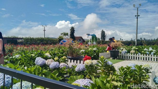 Menyusuri Keindahan Taman Bunga Saung Gunung Bee Park Majalengka