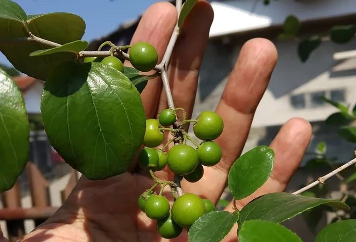 Jarang Orang Tahu Loh !! Inilah Manfaat Buah Bidara untuk Kesehatan