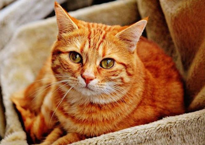 Sayangi Kucingmu! Begini Tips Menjaga Kesehatan Kucing di Musim Hujan