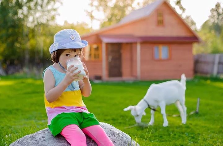 Sudah Tahu Belum Nih? Ternyata Ini Dia Manfaat Susu Kambing Untuk Kesehatan