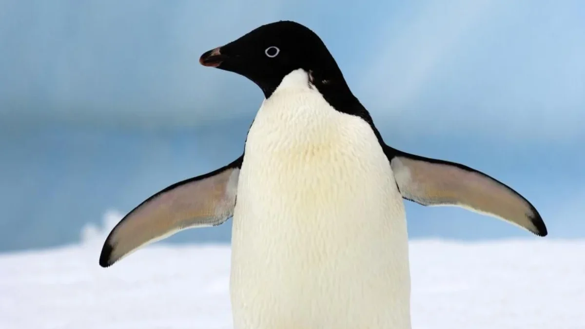 penguin