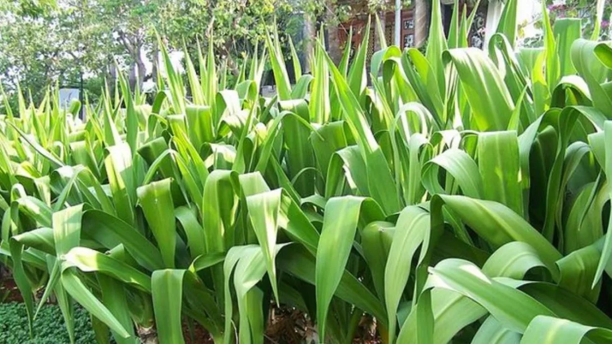 Tradisi dan Budaya: Penggunaan Daun Bakung dalam Ritual dan Obat-obatan