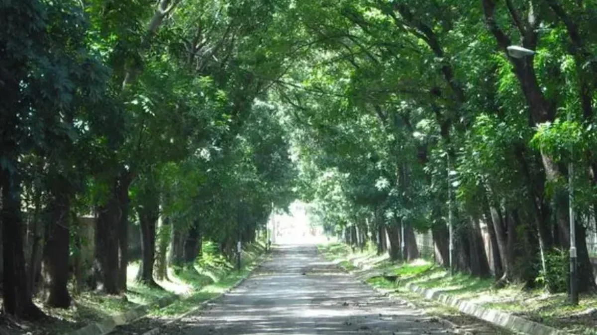 Berasa di Film-Film, Berikut 5 Jalan di Kota Cirebon dengan View Pepohonan, Pernah Lewat Sini?