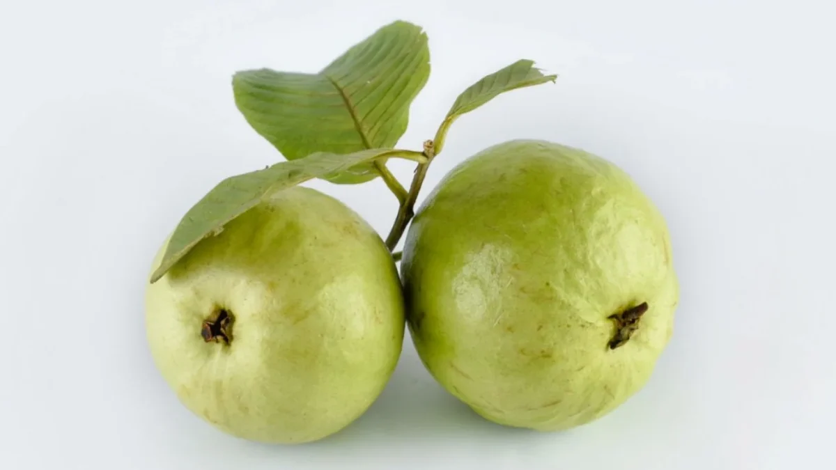 jambu biji