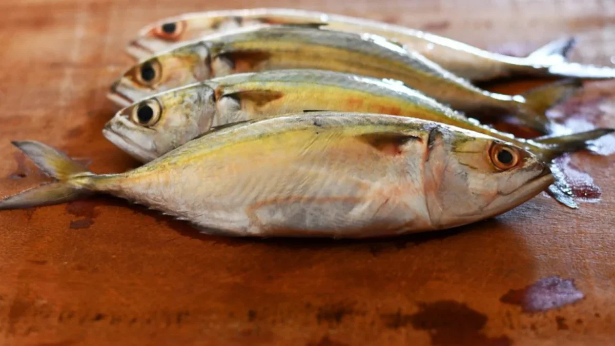 ikan kembung