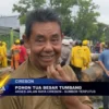 Pohon Tua Besar Tumbang