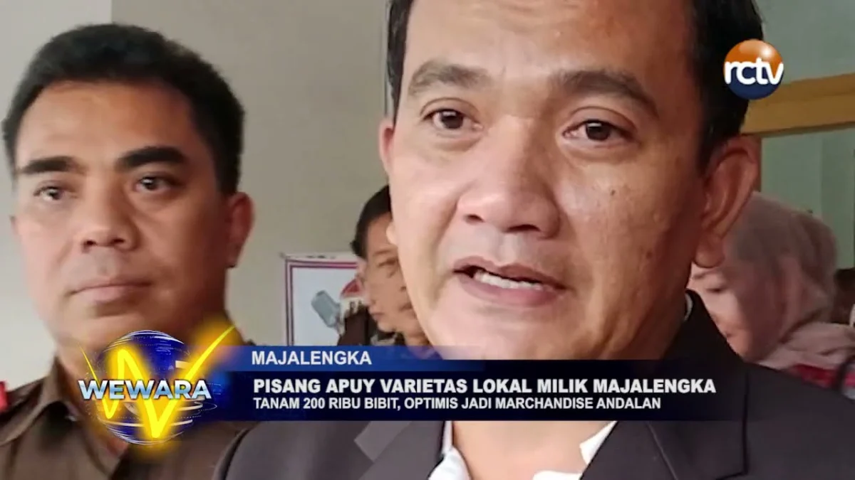 Pisang Apuy Varietas Lokal Milik Majalengka