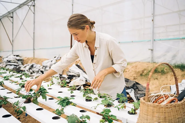 Urban Farming