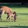 Cirebon Punya Mini Zoo Loh! Berikut 3 Rekomendasi Lokasi untuk Menghabiskan Akhir Pekan di Kota Udang