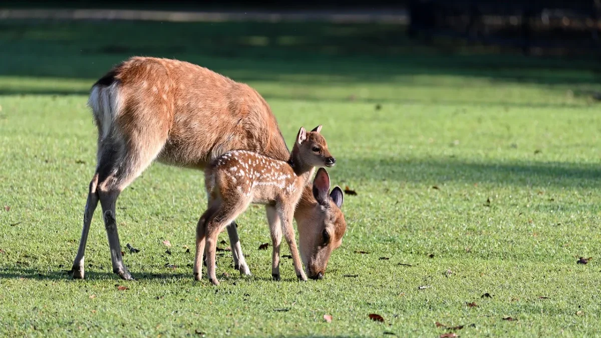 Cirebon Punya Mini Zoo Loh! Berikut 3 Rekomendasi Lokasi untuk Menghabiskan Akhir Pekan di Kota Udang