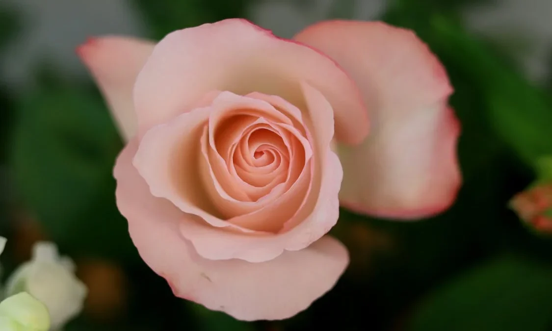 Karakteristik Mawar Hybrid Tea: Ratu Bunga yang Memikat Hati dok.ist