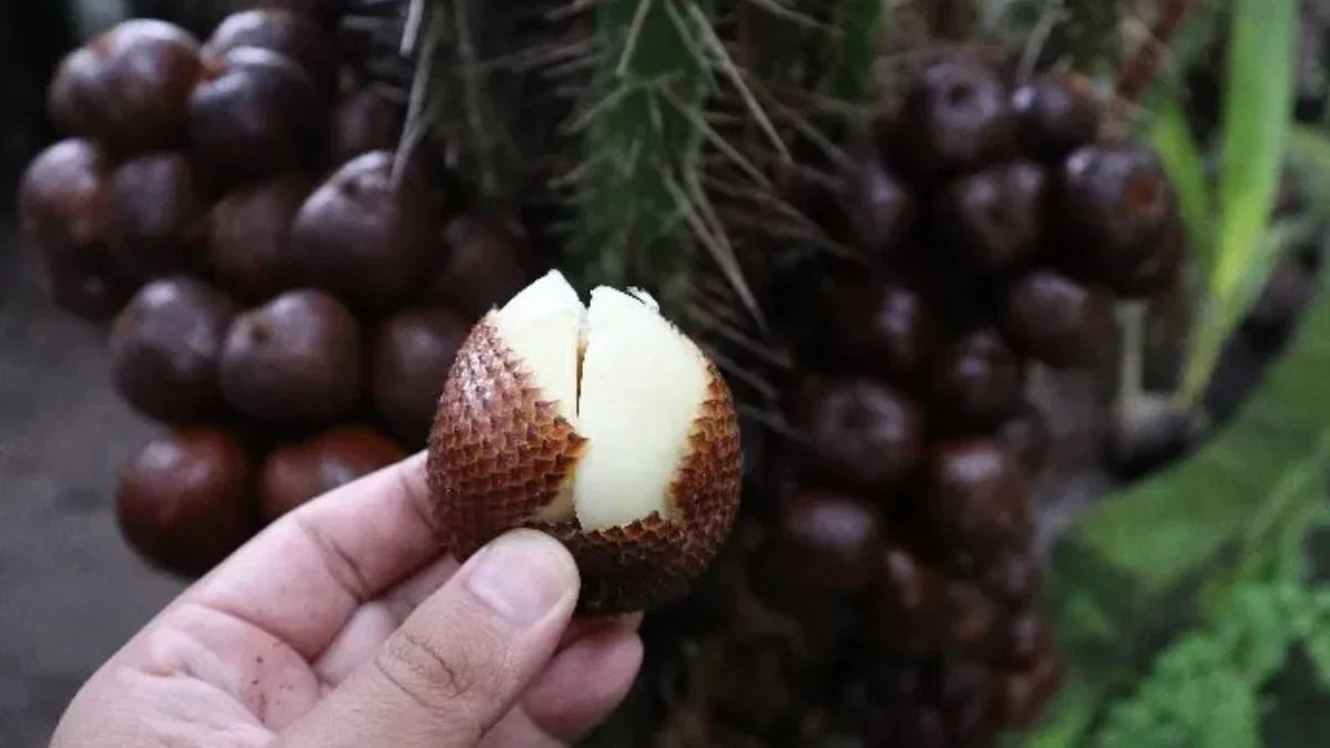 salak enak