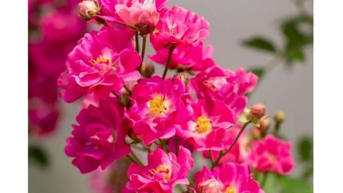 Mawar Polyantha: Pesona Mawar Semak yang Tangguh dan Mudah Dirawat dok.ist