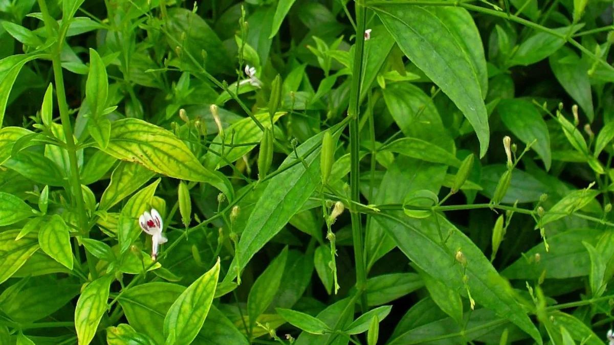 Daun Sambiloto, Jamu Pahitan Senjata Masalah Kulit Wajah, Kandungannya Manis Banget!