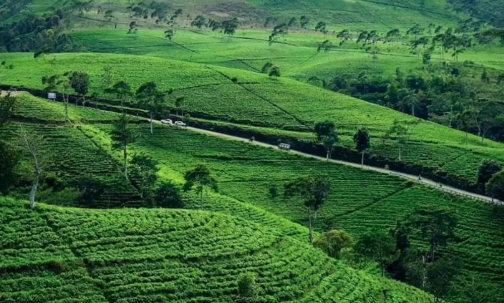 Kebun teh