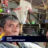 Jelang Waktu Panen Musim Kedua