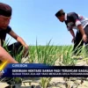 Seribuan Hektar Sawah Padi Terancam Gagal Panen