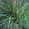 vertiver grass